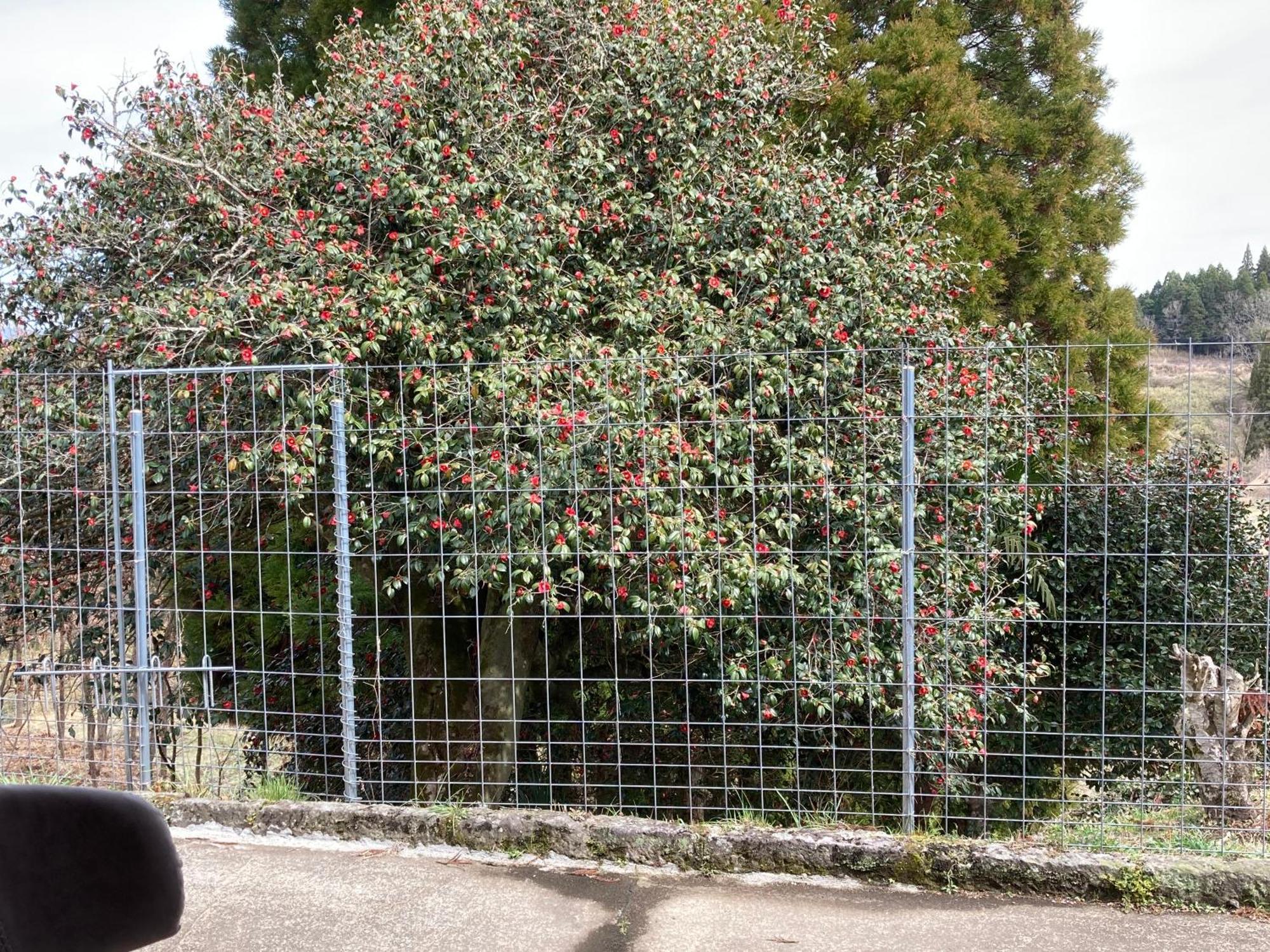 Apartamento 体験型農家民泊「お陽さまと風」 Bungoono Exterior foto